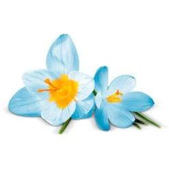 Airwick Premium Duftspray Pure Frühlingsfrische -Angebote HausGlanz Store df43010d1c3bee569cdb89ad8e21646438b6fe07 raumduft airwick pure 250 ml